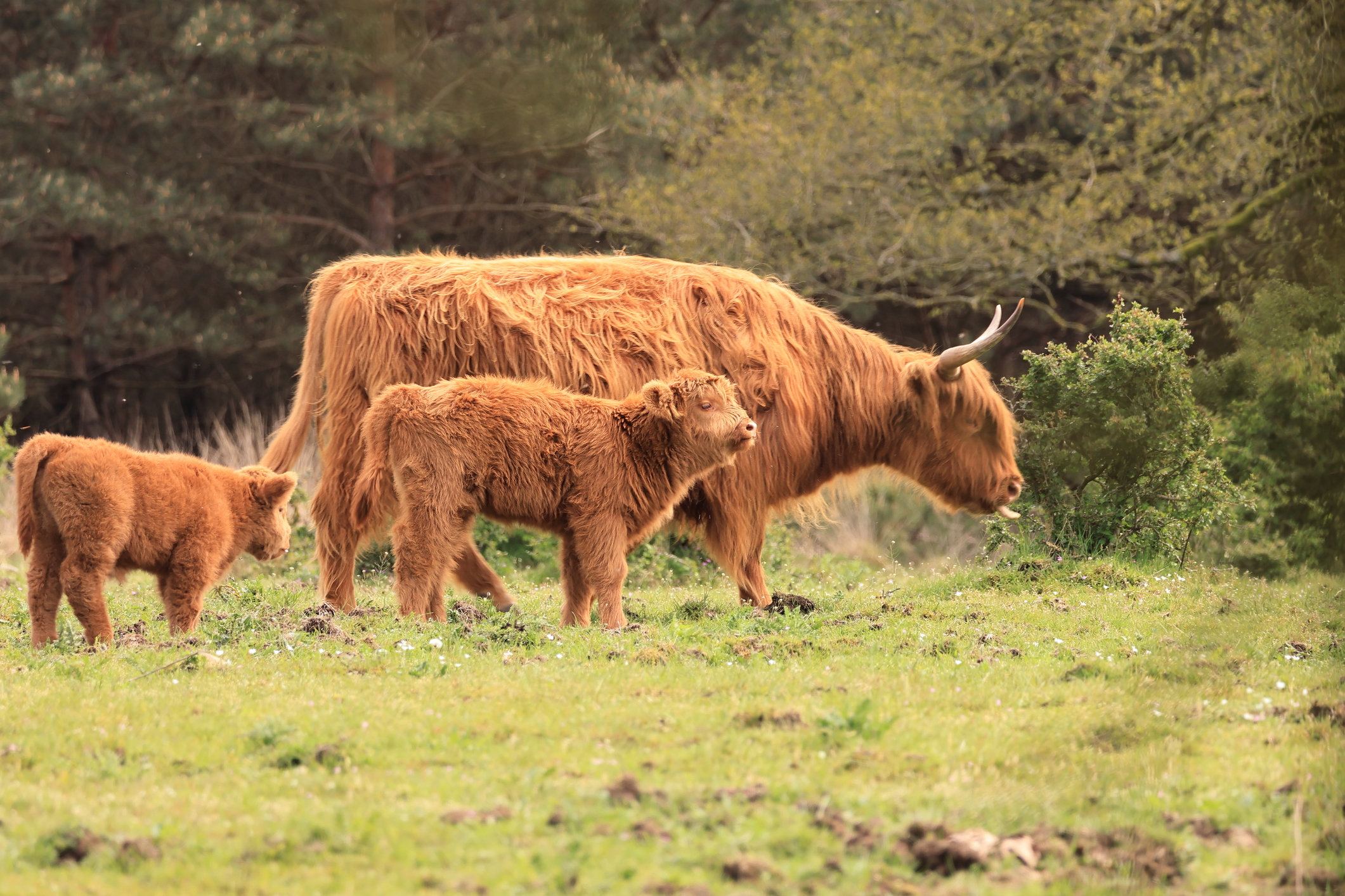 Pinterest Rondreis door de Veluwe: 5-daagse roadtrip over de Veluwe + verblijftips