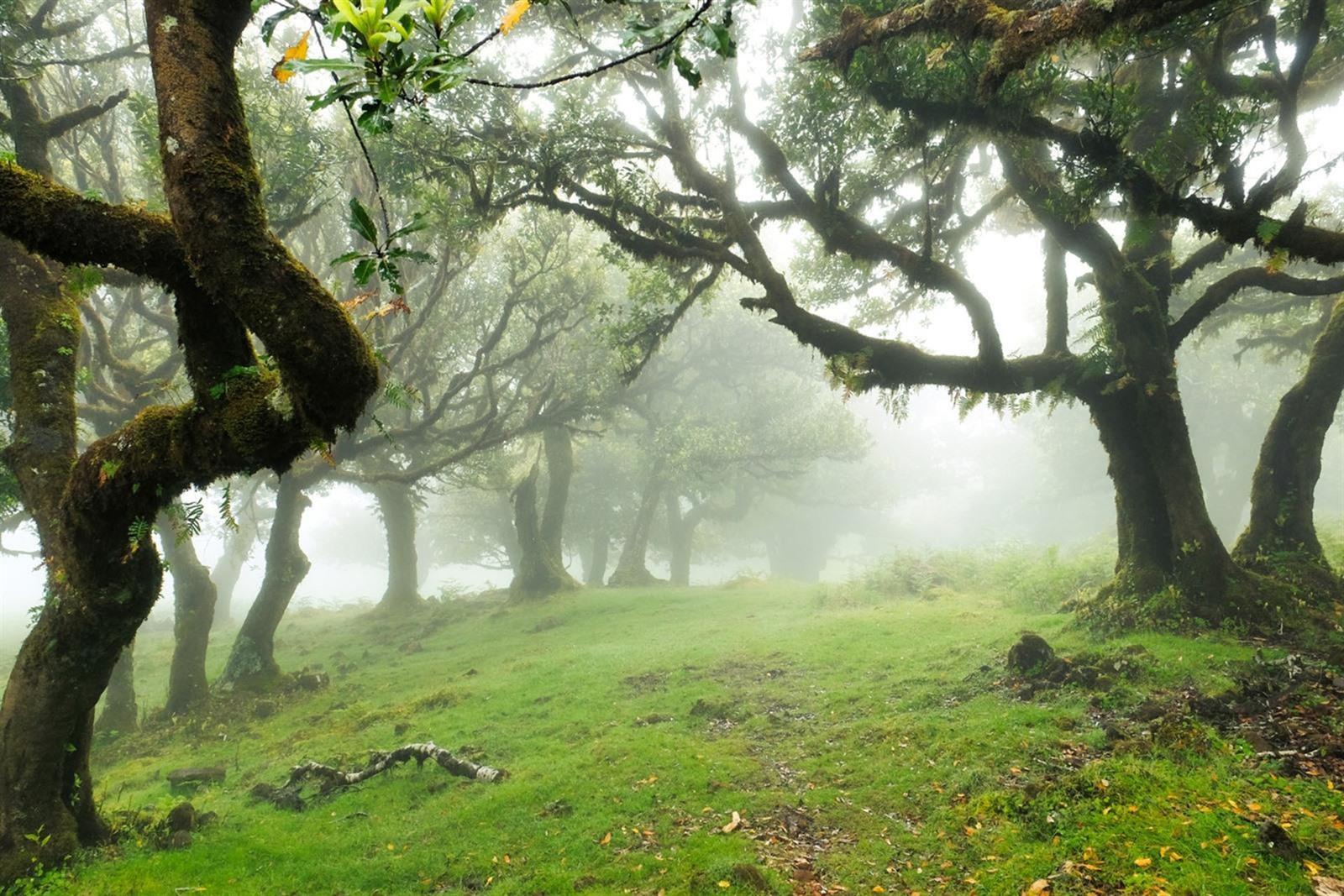 Vereda do Fanal PR13 wandeling (10,5 km) op Madeira