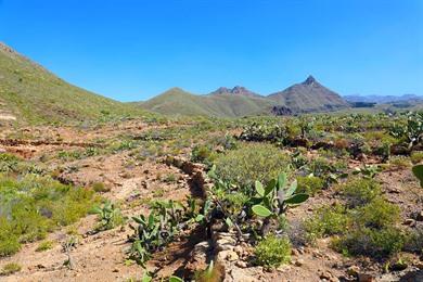 Wandeling naar de Roque de Ichasagua - Roque del Conde